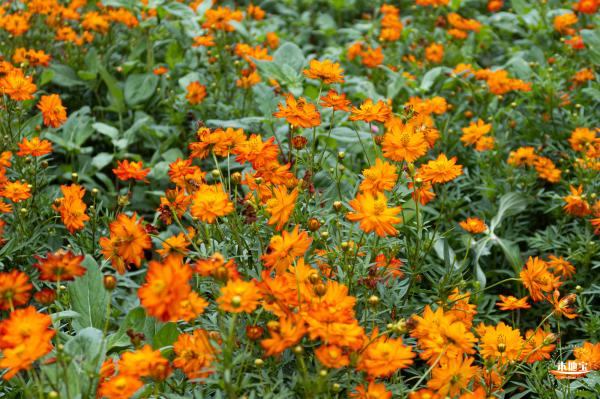 硫华菊花海