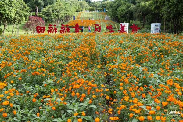 硫华菊花海