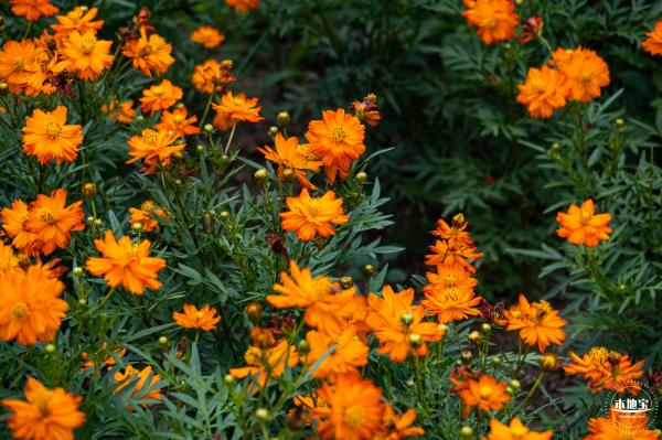 硫华菊花海