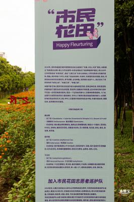 硫华菊花海