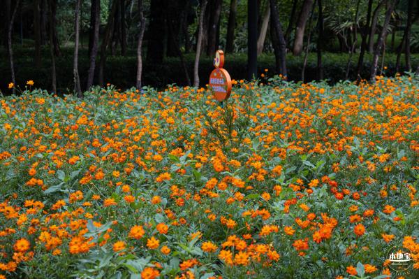 硫华菊花海