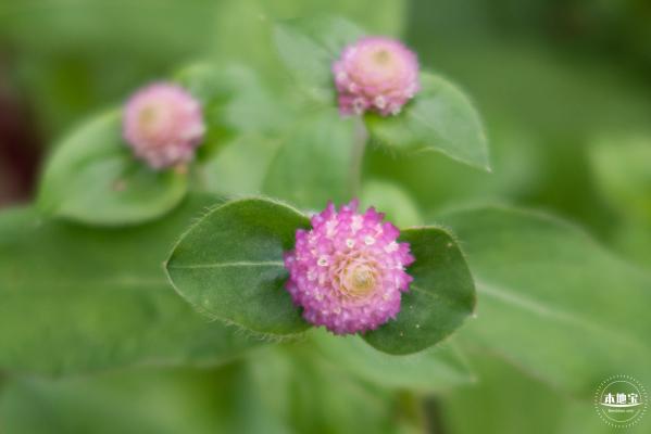 硫华菊花海