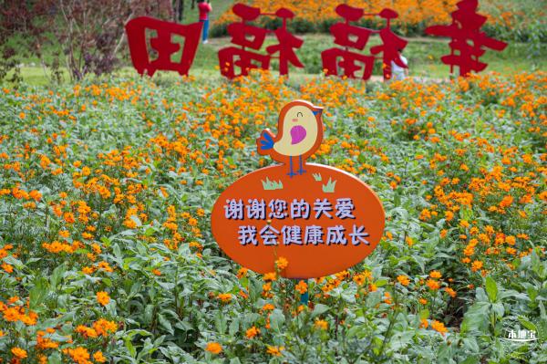 硫华菊花海