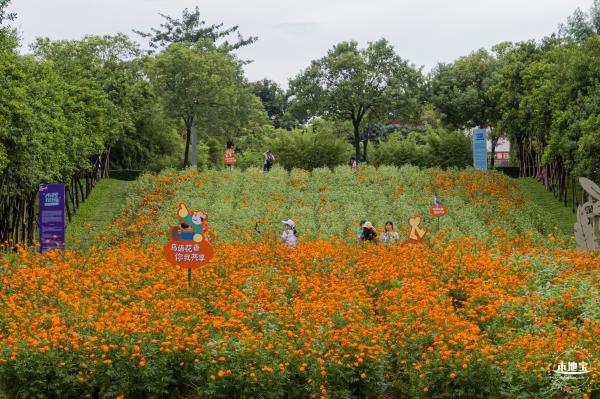 硫华菊花海