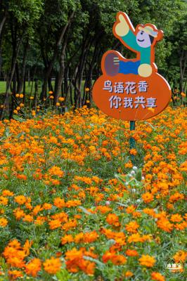 硫华菊花海