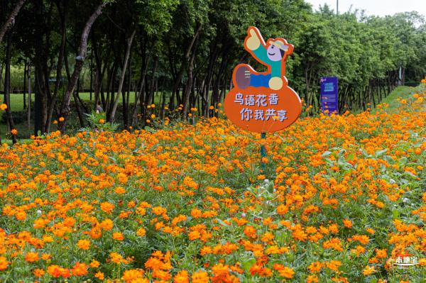 硫华菊花海
