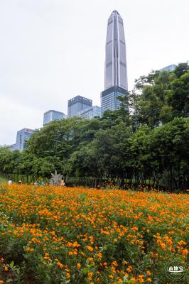 硫华菊花海