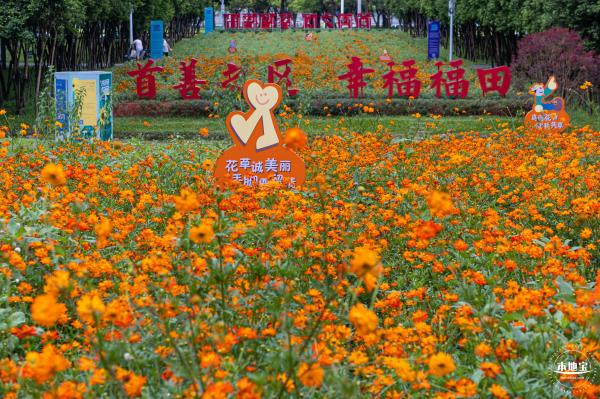 硫华菊花海