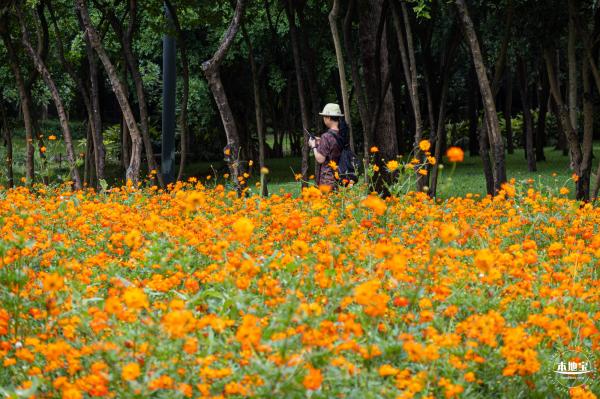 硫华菊花海