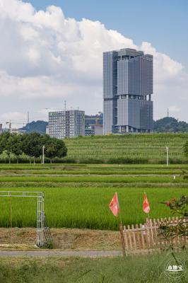 欢乐田园向日葵花海
