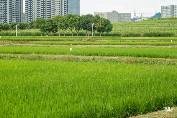 欢乐田园向日葵花海