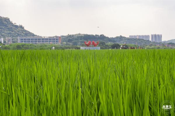 欢乐田园向日葵花海