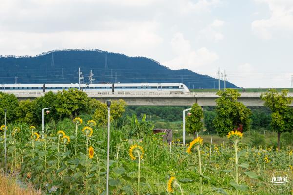 欢乐田园向日葵花海