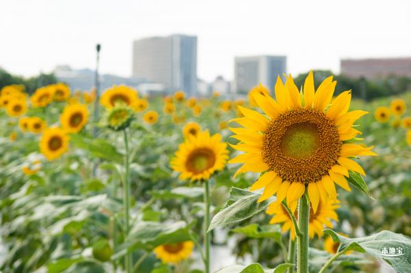 欢乐田园向日葵花海