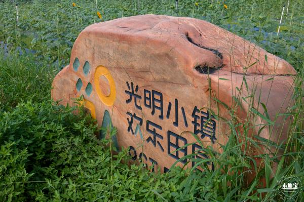 欢乐田园向日葵花海