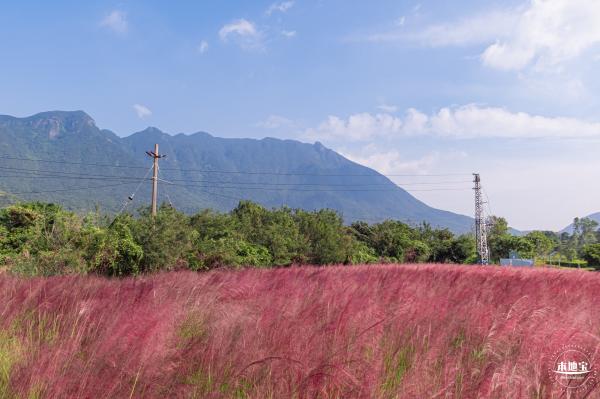 大鹏粉黛花海