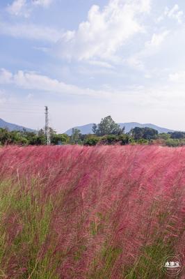 大鹏粉黛花海
