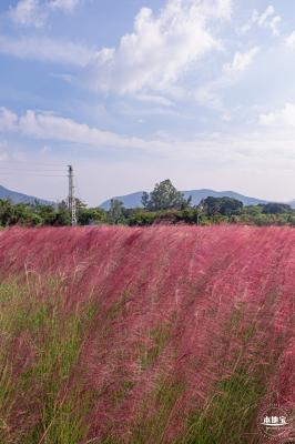 大鹏粉黛花海