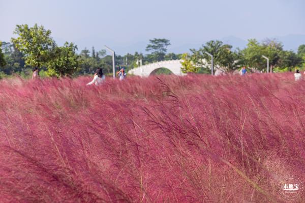 大鹏粉黛花海