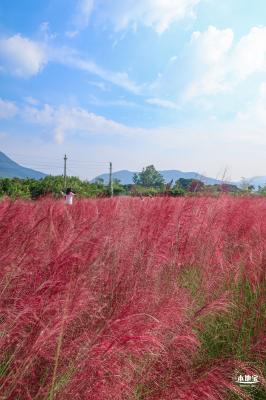 大鹏粉黛花海
