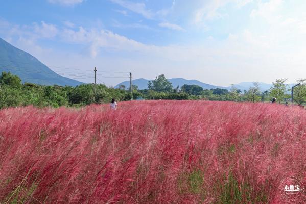 大鹏粉黛花海