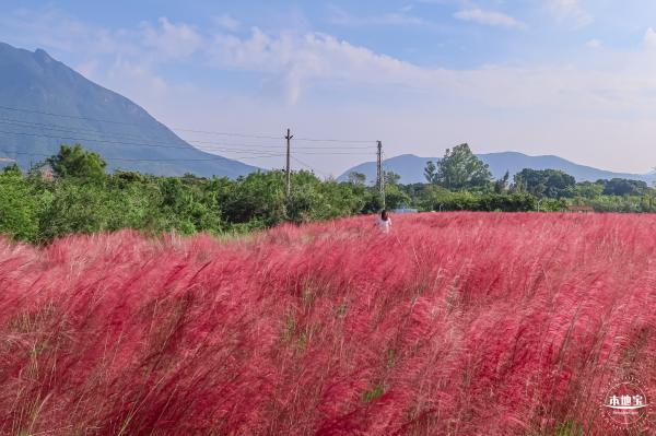 大鹏粉黛花海