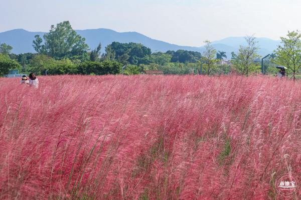 大鹏粉黛花海