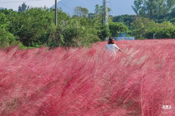 大鹏粉黛花海