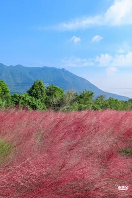 大鹏粉黛花海