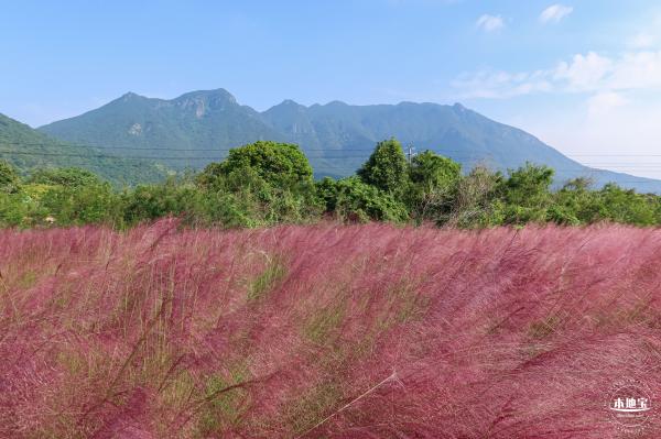 大鹏粉黛花海