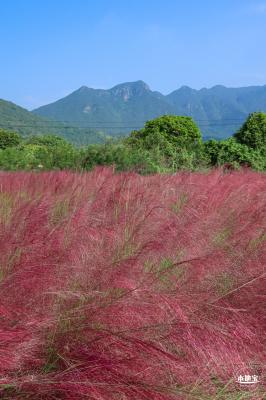 大鹏粉黛花海