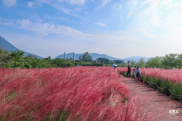 大鹏粉黛花海