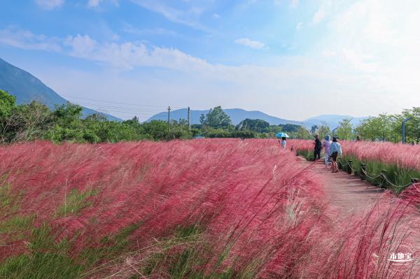 大鹏粉黛花海