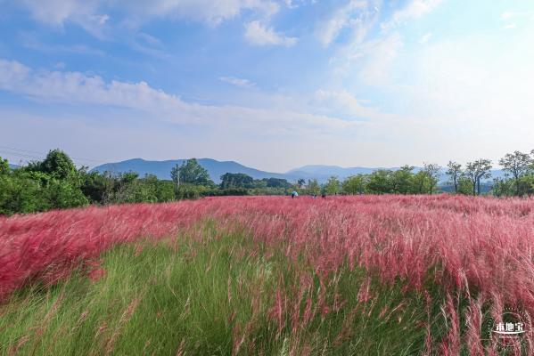 大鹏粉黛花海