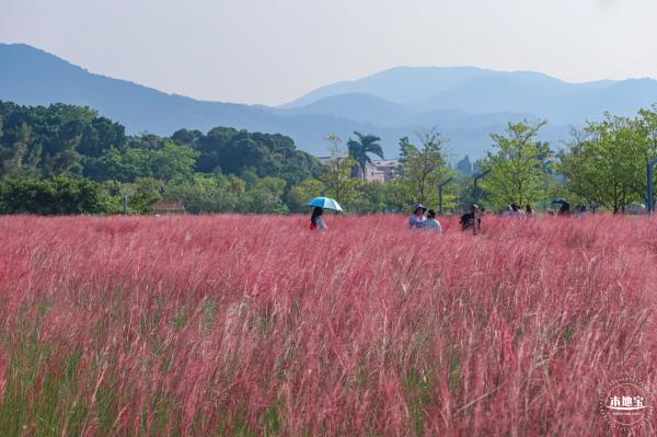 大鹏粉黛花海
