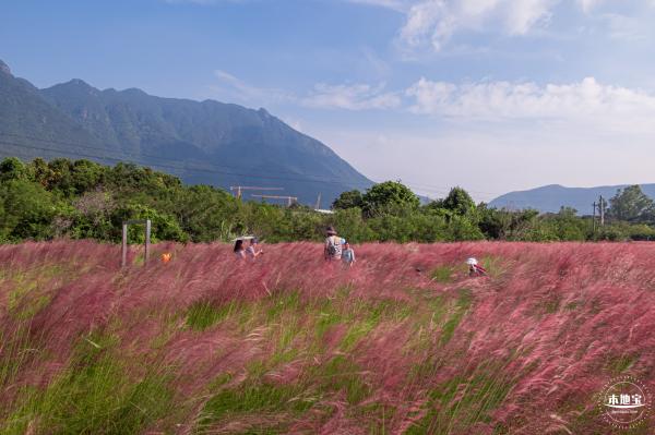 大鹏粉黛花海