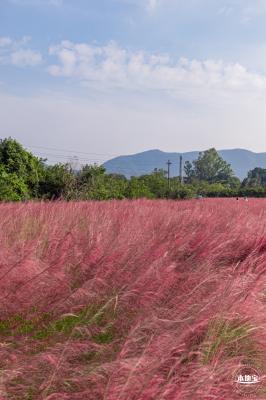 大鹏粉黛花海