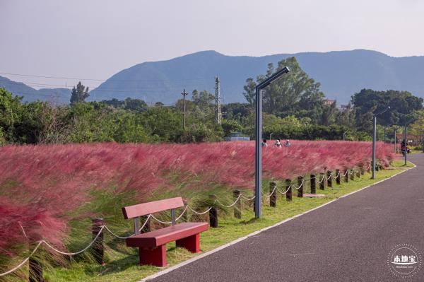 大鹏粉黛花海