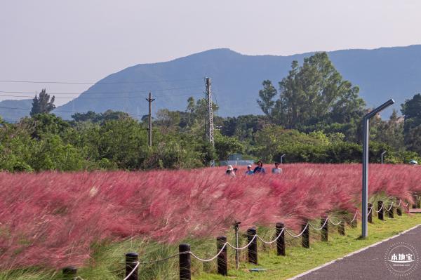 大鹏粉黛花海