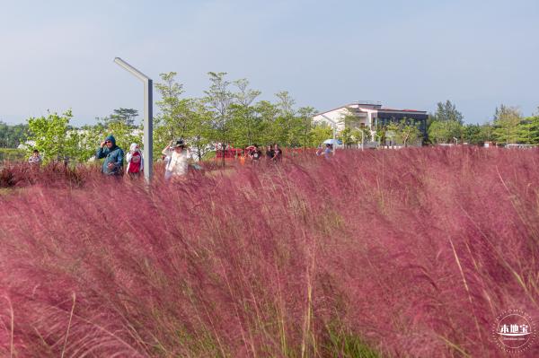大鹏粉黛花海