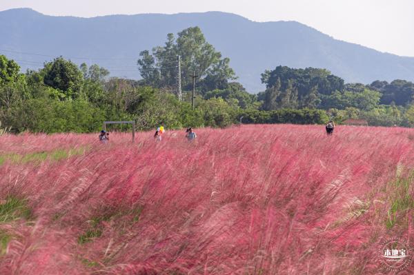 大鹏粉黛花海