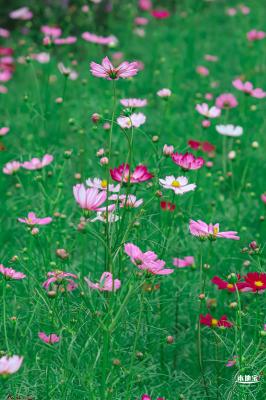 版画村格桑花海