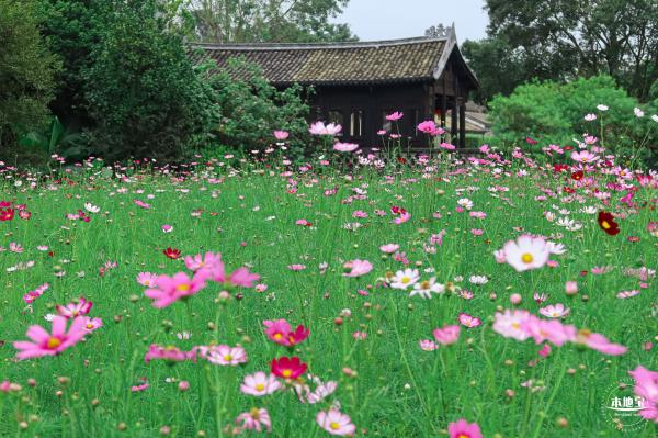 版画村格桑花海