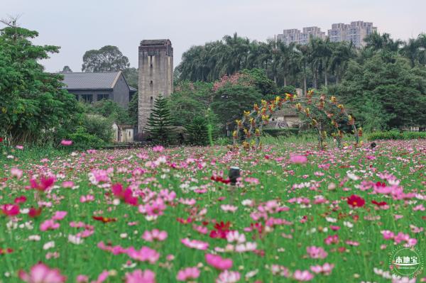 版画村格桑花海