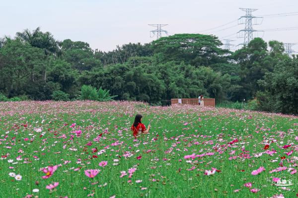 版画村格桑花海