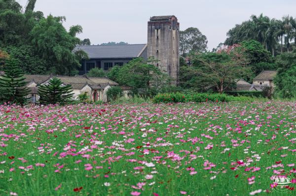 版画村格桑花海