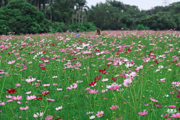 版画村格桑花海