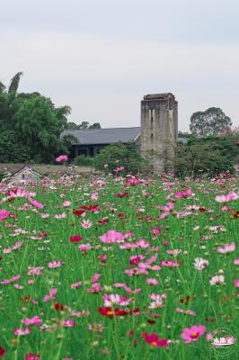 版画村格桑花海