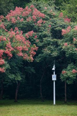 莲花山栾树