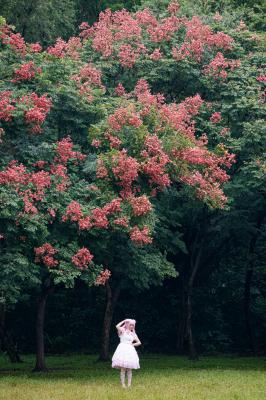 莲花山栾树